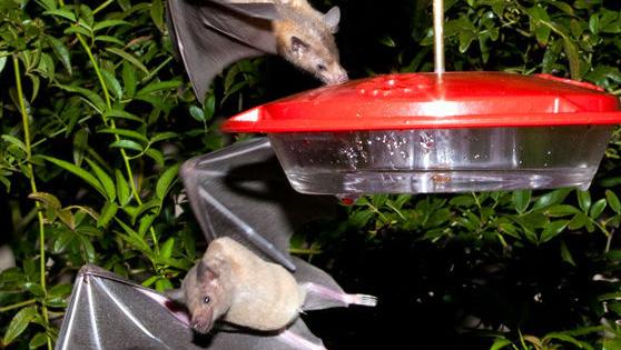 Southern Arizona bat could be pulled from endangered list